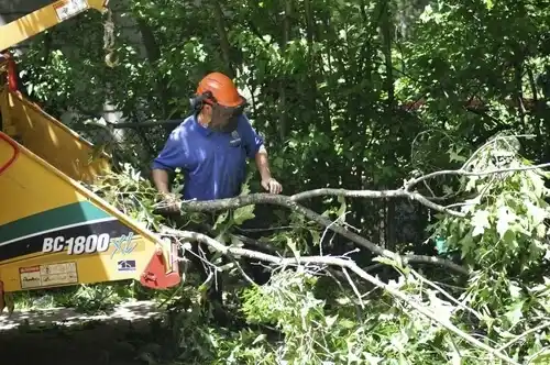 tree services Cadillac